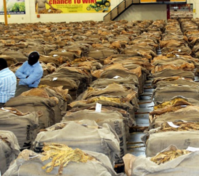 煙草制品 歷史、健康影響與現(xiàn)代管制